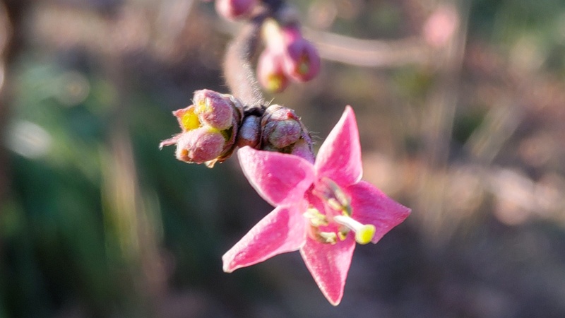 ウグイスカグラの花 東京都大田区平和の森公園