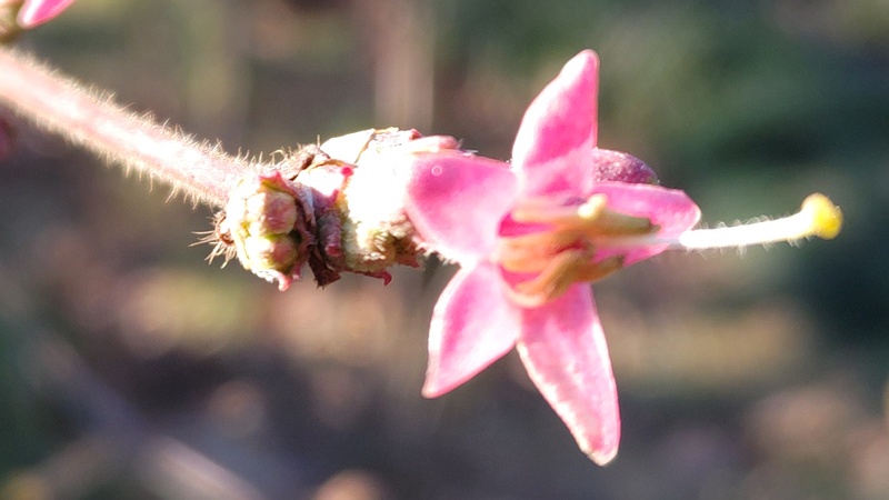 ウグイスカグラの花 東京都大田区平和の森公園