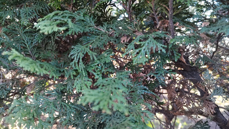 チャボヒバ 東京都大田区平和の森公園