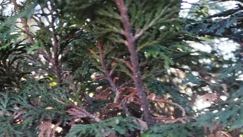 チャボヒバ 東京都大田区平和の森公園