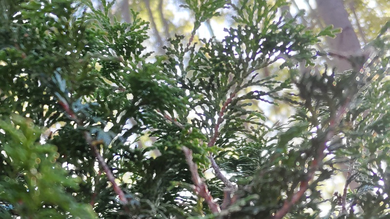 チャボヒバ 東京都大田区平和の森公園