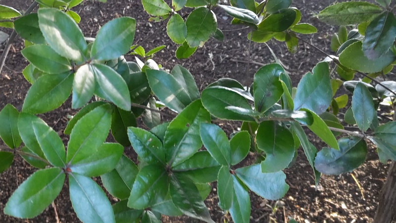 ウバメガシの葉 東京都大田区平和の森公園