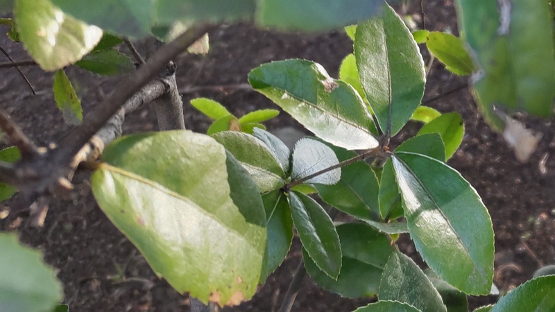 ウバメガシの葉 東京都大田区平和の森公園