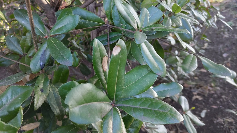 イボタノキ 東京都大田区平和の森公園