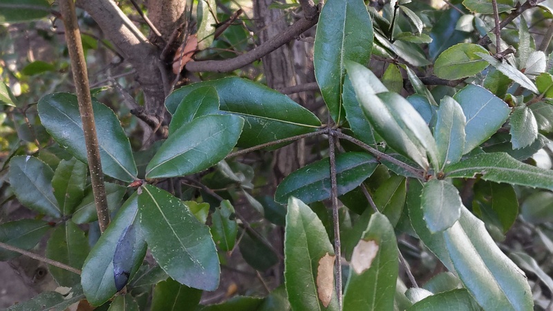 イボタノキ 東京都大田区平和の森公園