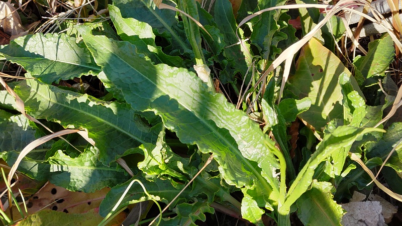 ナガバギシギシ 東京都大田区平和島公園