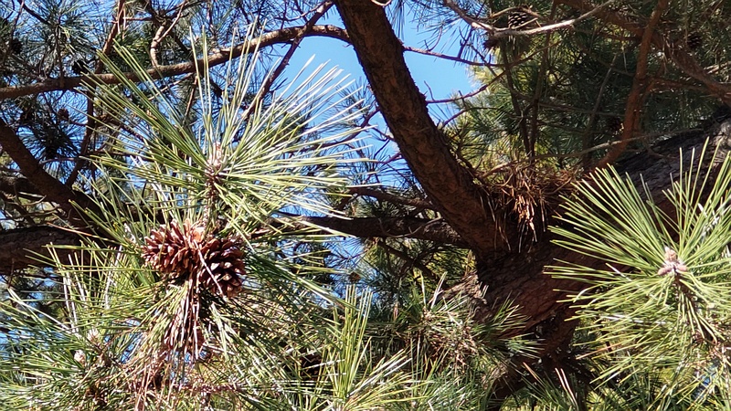 クロマツの果実と芽 横浜市旭区希望が丘ふれあいの森公園
