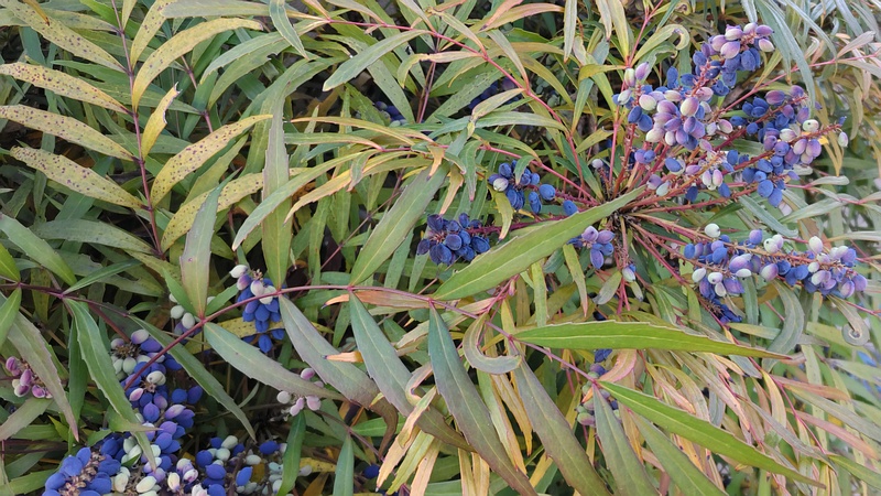ホソバヒイラギナンテンの果実 横浜市旭区中沢町