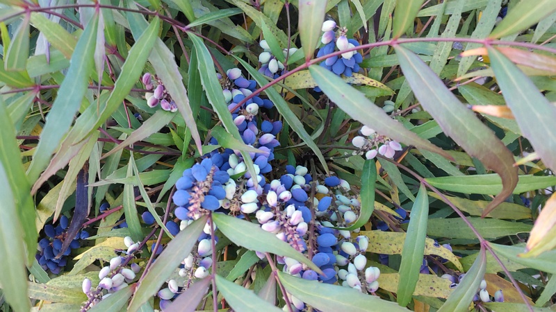 ホソバヒイラギナンテンの果実 横浜市旭区中沢町