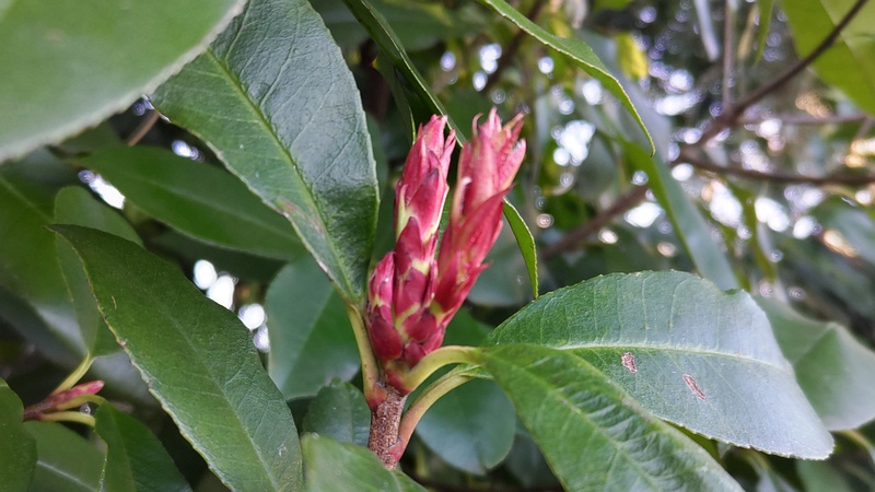 カナメモチの冬芽 横浜市旭区今川町今川公園