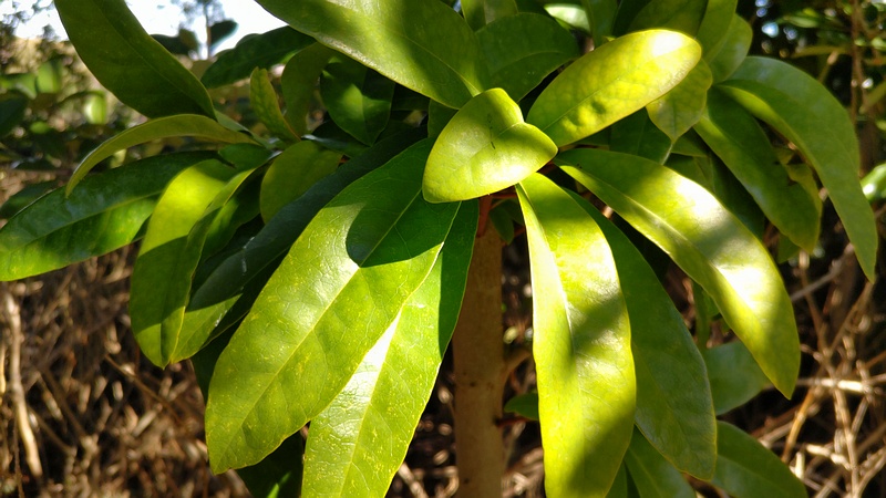 ヤマモモの葉 横浜市旭区今川町今川公園