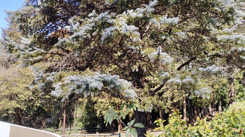 コロラドトウヒ？ 横浜市旭区今川町今川公園