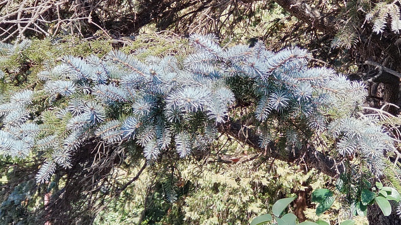 コロラドトウヒ？ 横浜市旭区今川町今川公園