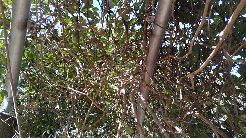 ムベ 横浜市旭区今川町今川公園