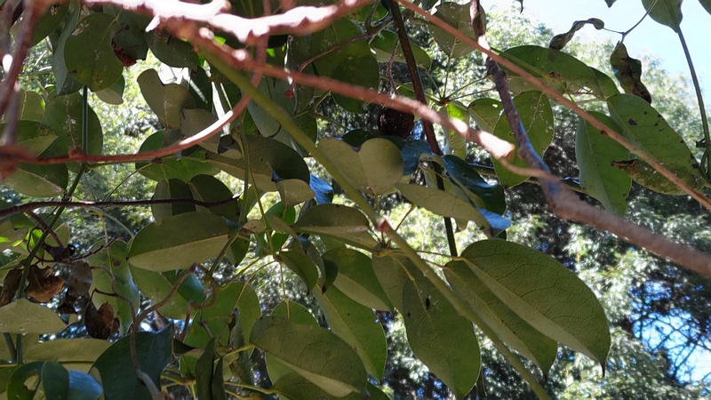 ムベ 横浜市旭区今川町今川公園