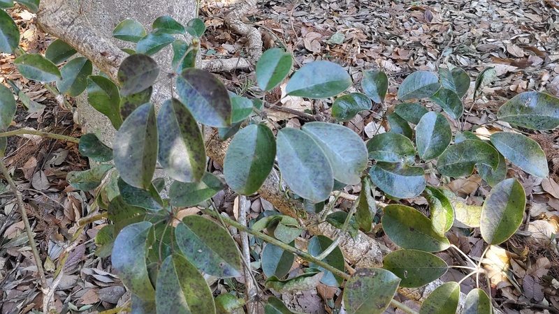 ムベ 横浜市旭区今川町今川公園