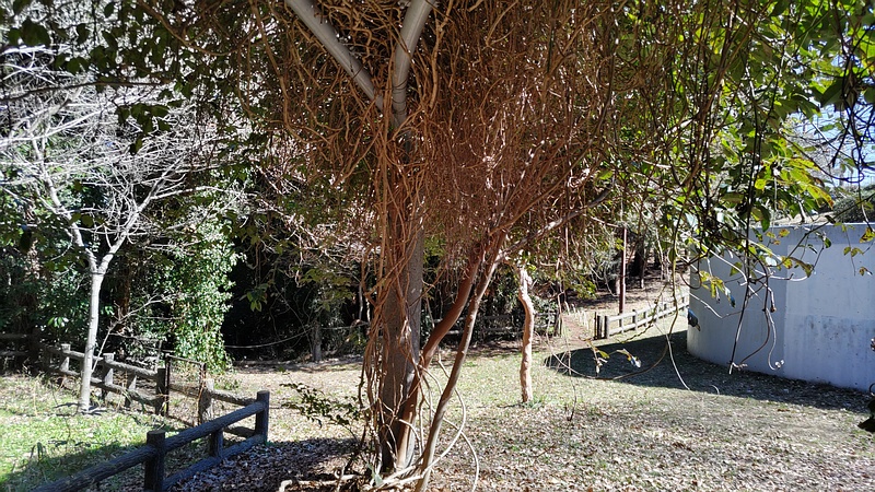 ムベ 横浜市旭区今川町今川公園