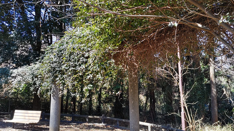 ムベ棚 横浜市旭区今川町今川公園