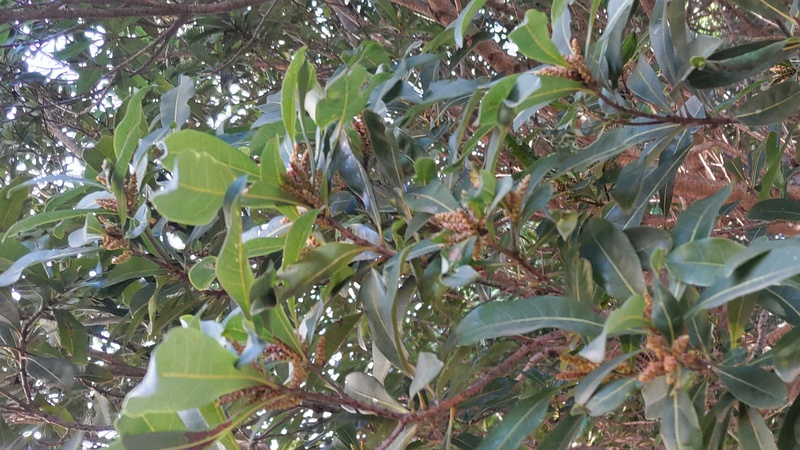 ヤマモモの雄花の蕾 横浜市旭区今川町今川公園