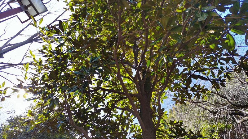 タイサンボク 横浜市旭区今川町今川公園