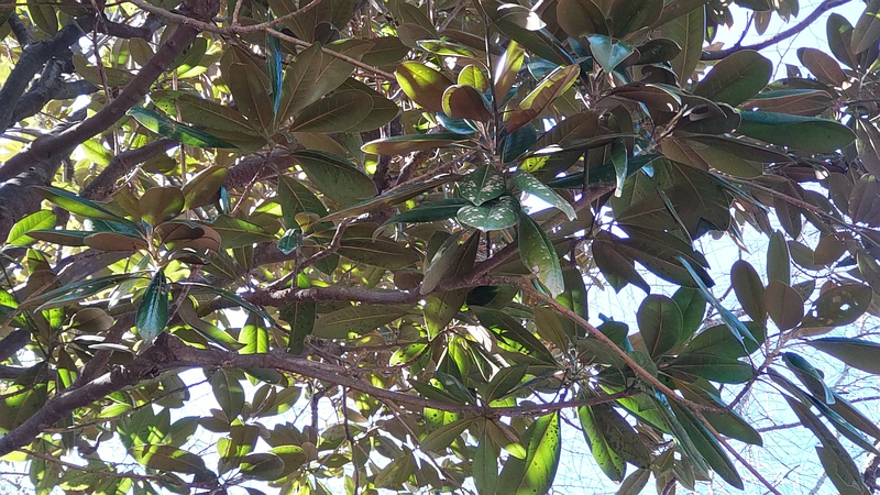 タイサンボク 横浜市旭区今川町今川公園