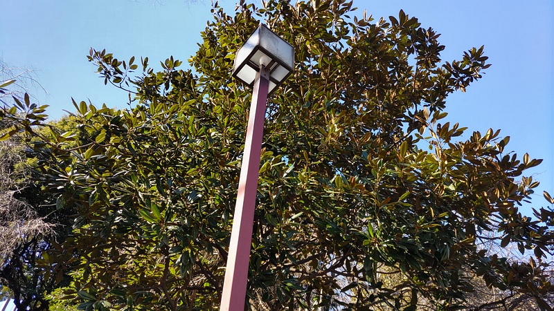 タイサンボク 横浜市旭区今川町今川公園