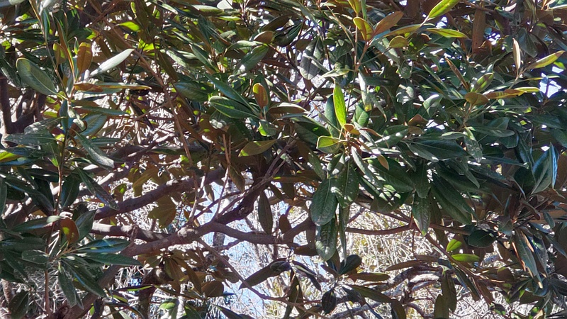 タイサンボク 横浜市旭区今川町今川公園