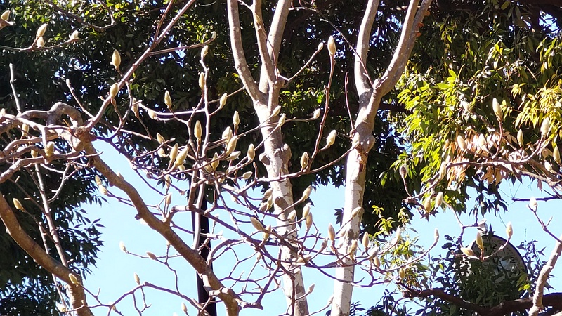モクレンの蕾 横浜市旭区今川町今川公園