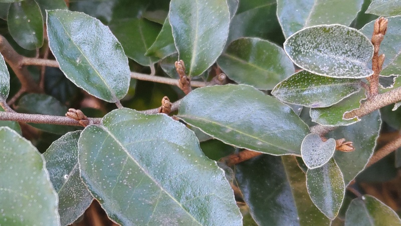 オオバグミの冬芽 横浜市旭区今川町今川公園