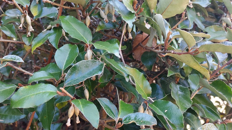 オオバグミの果実 横浜市旭区今川町今川公園