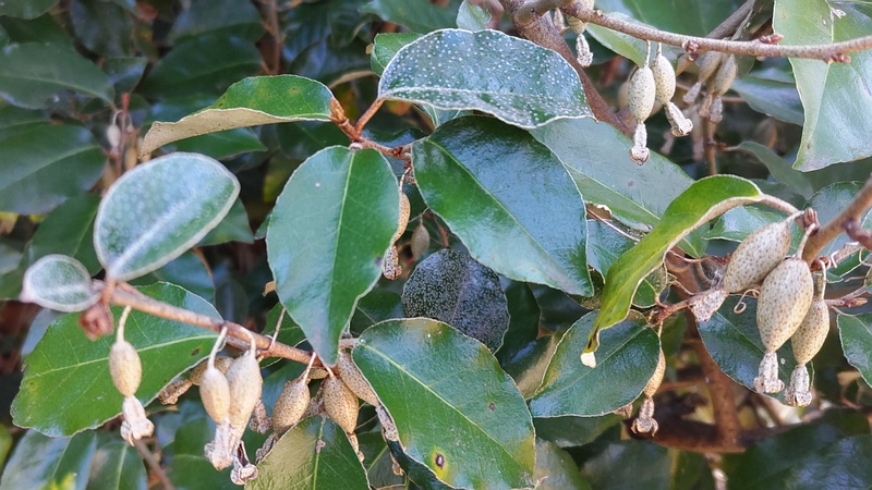 オオバグミの果実 横浜市旭区今川町今川公園