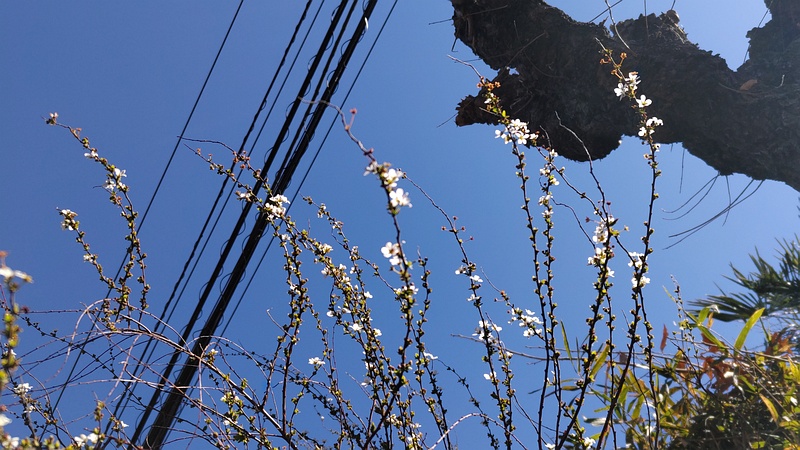 ユキヤナギの花 横浜市旭区今川町