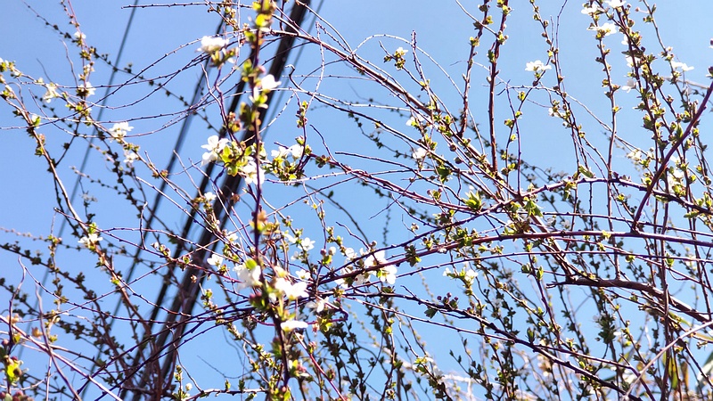 ユキヤナギの花 横浜市旭区今川町