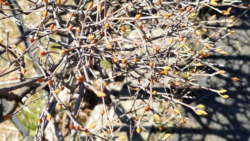 ドウダンツツジの蕾 横浜市旭区今宿南町