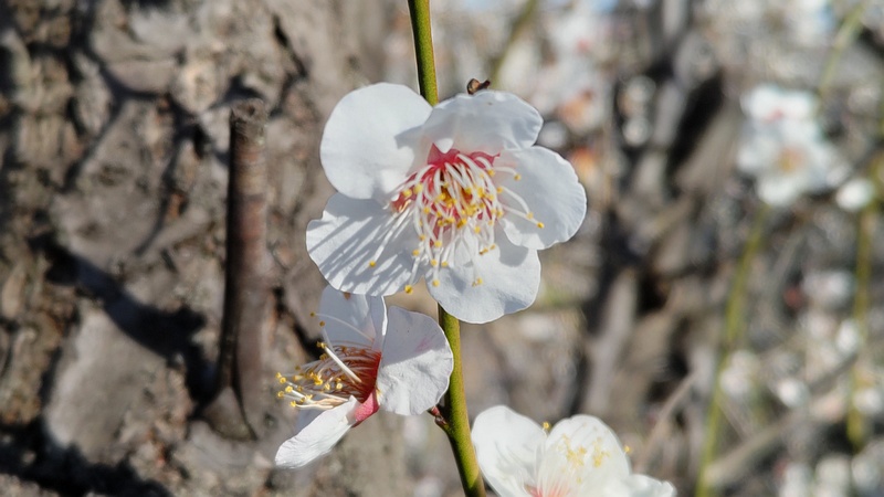 ウメの花 横浜市旭区今宿南町