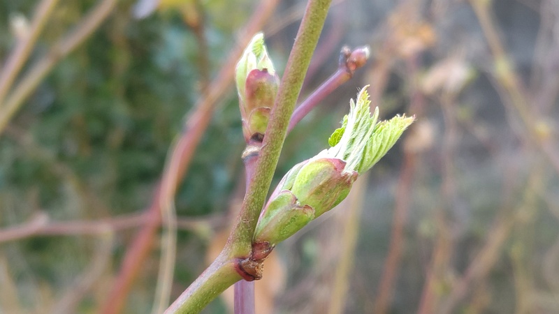 カジイチゴの葉芽 横浜市旭区今宿東町