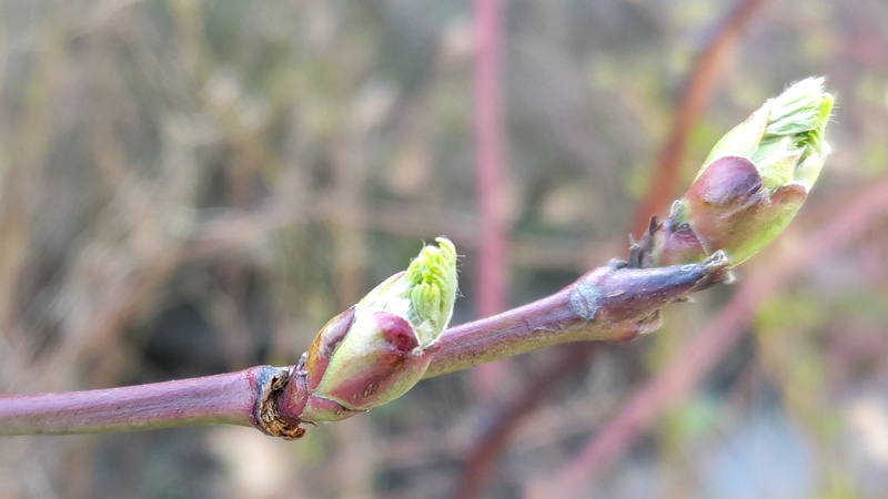 カジイチゴの葉芽 横浜市旭区今宿東町