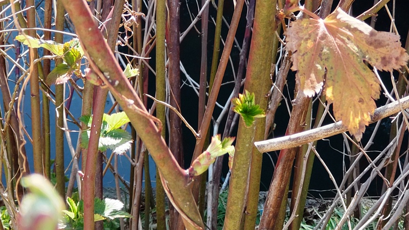 カジイチゴの葉芽 横浜市旭区今宿東町