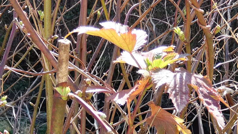 カジイチゴの葉芽 横浜市旭区今宿東町