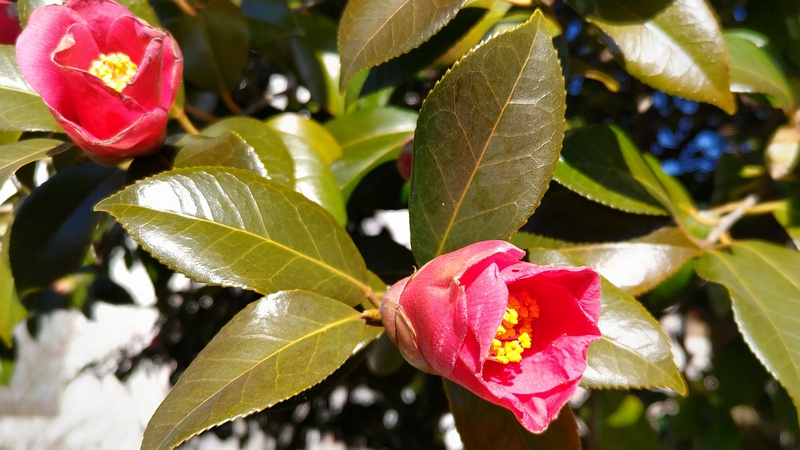 ツバキの花 横浜市旭区今宿東町