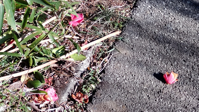 ツバキの花 横浜市旭区今宿東町