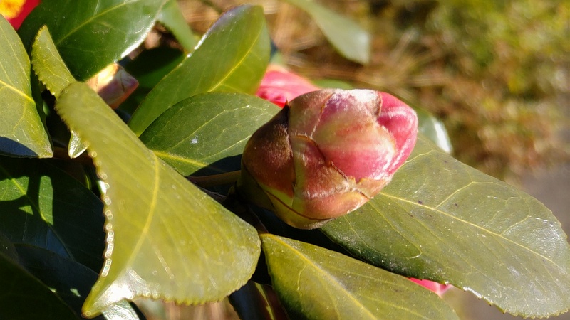ツバキの蕾 横浜市旭区今宿東町