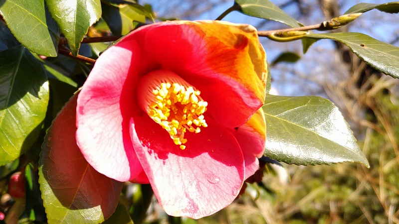 ツバキの花 横浜市旭区今宿東町