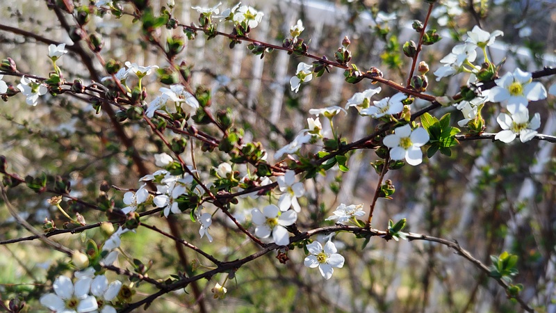ユキヤナギの花 横浜市旭区鶴ヶ峰本町