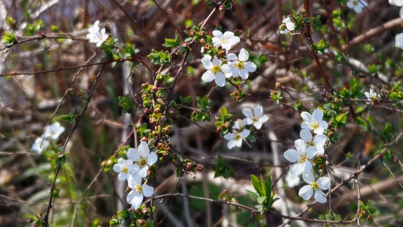 ユキヤナギの花 横浜市旭区鶴ヶ峰本町