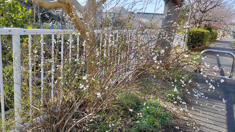 ユキヤナギの花 横浜市旭区鶴ヶ峰本町