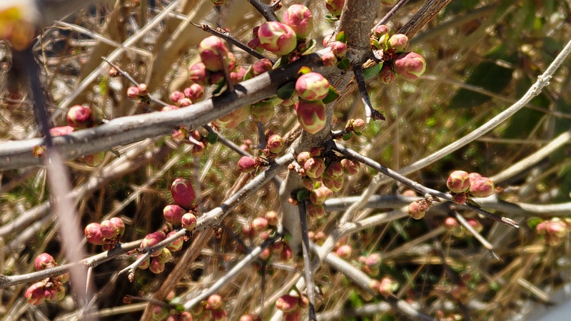 ウメの蕾 横浜市旭区鶴ヶ峰本町