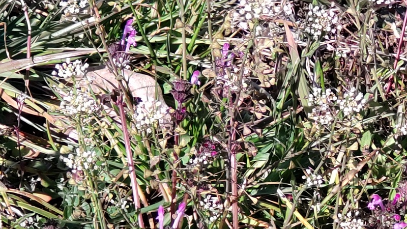 ホトケノザの花 横浜市旭区鶴ヶ峰本町