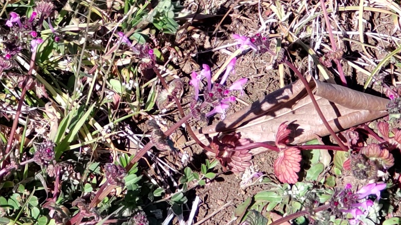 ホトケノザの花 横浜市旭区鶴ヶ峰本町