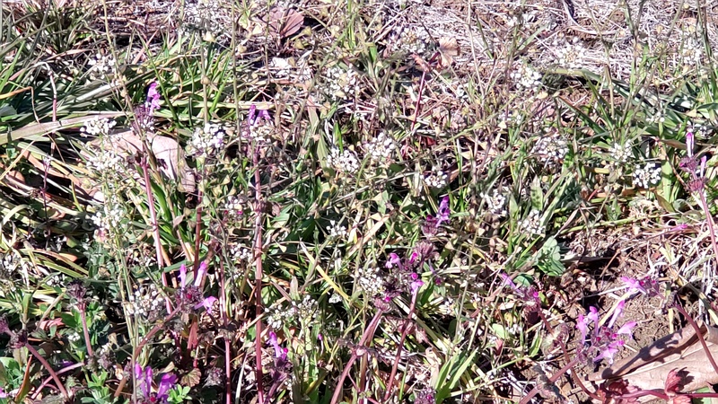 ナズナの花とホトケノザの花 横浜市旭区鶴ヶ峰本町